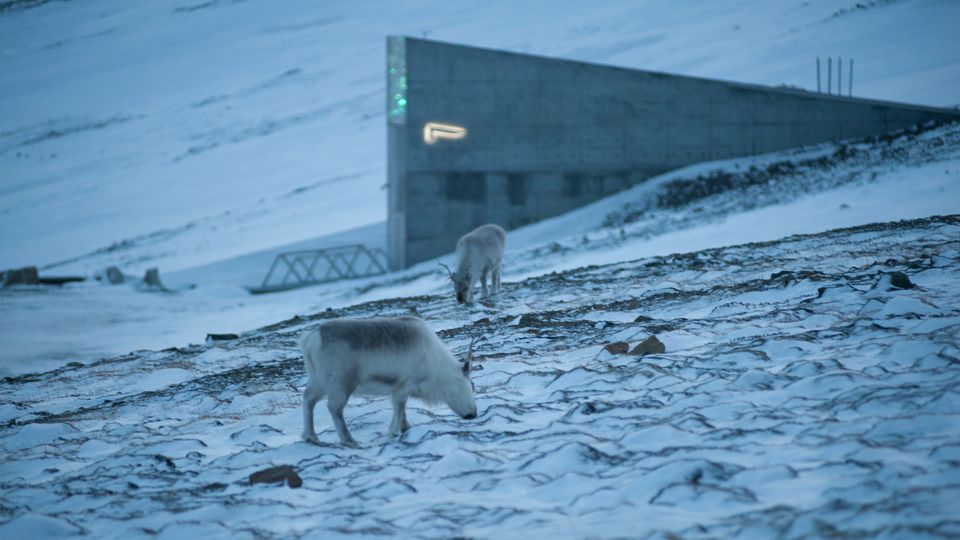 Fr Fra Jordb R Og Vannmelon Til Svalbard Globale Fr Hvelv Landbruks