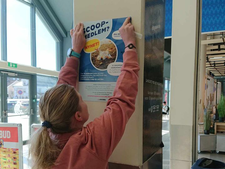 En frivillig i dyrevernorganisasjonen Anima som henger opp en plakat i en Coop butikk.