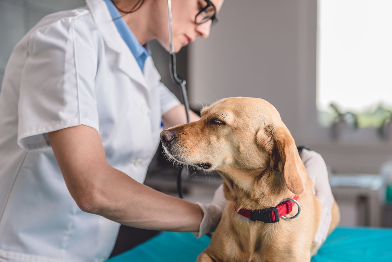 Den norske veterinærforening