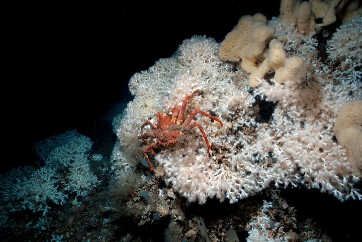 Menneskeskapte CO2-utslipp gjør havet surere. Dette kan få store konsekvenser for marine dyr og alger i norske havområder, som kaldtvannskoraller og krabber. Foto: Erling Svendsen