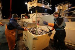 Dynamiske minstepriser har gjort hverdagen enklere for fiskere og kjøpere. Foto: Ole Åsheim © Nofima