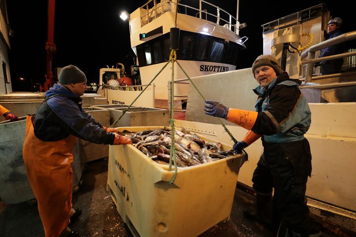 Dynamiske minstepriser har gjort hverdagen enklere for fiskere og kjøpere. Foto: Ole Åsheim © Nofima