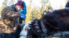 Forsker Boris Fuchs fra Høgskolen i Innlandet under prøvetaking av bjørn hentet ut fra hi (foto: Erlend Moe/Høgskolen i Innlandet).
