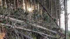 SKOGFALL: Enorme mengder skog måtte vike for vinden som herjet i helga (Foto: Høgskolen i Innlandet)