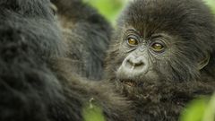 Foto: National Geographic