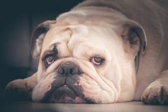 The enormous disease burden in the English bulldog is caused by humans.
