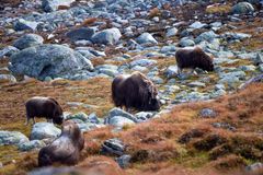 Moskustellingen på Dovre som ble gjennomført 28. og 29. september, viste at det nå er 260 dyr i bestanden. Foto: Bjørn Rangbru, Fylkesmannen i Trøndelag
