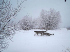 Snow leopards caught on camera. Photo credit Snow Leopard Foundation