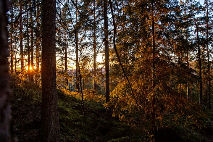Skogen lagrer mye karbon, ifølge den nye rapporten fra Norsk institutt for naturforskning. Foto: WWF Verdens naturfond/Geir Barstein