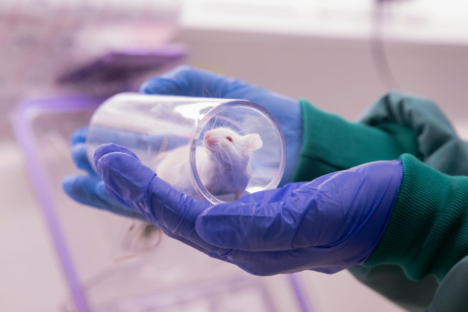Forsøksdyr (mus) foto@IselinLinstadHauge