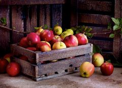 Norske epler har hatt en sunn oppvekst - derfor smaker de så godt.