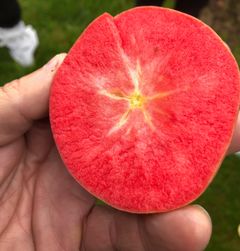 Eplet har fruktkjøtt som er gjennomfarga raudt, og ser ut til å kombinere dette med god fruktstorleik og avling. Foto: Landbruks- og matdepartementet