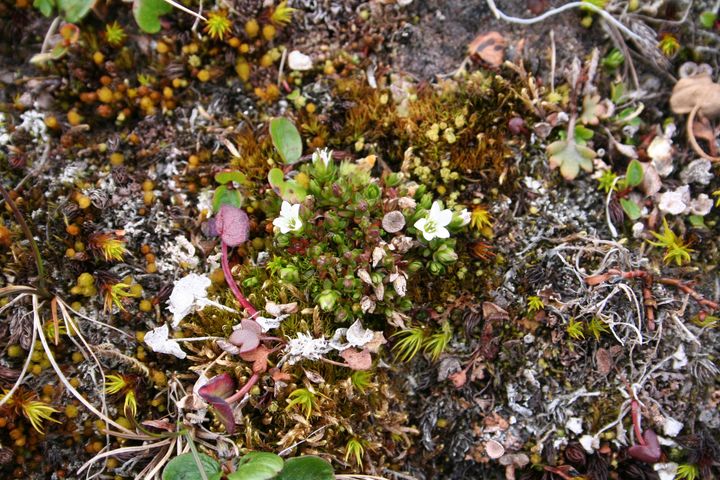 Dvergarve er en liten fjellplante som er kjent fra sytten vokseplasser i fjellet i Nord-Norge. Økte temperaturer fører til gjengroing av voksestedene. Foto: Magni Olsen Kyrkjeeide, NINA.