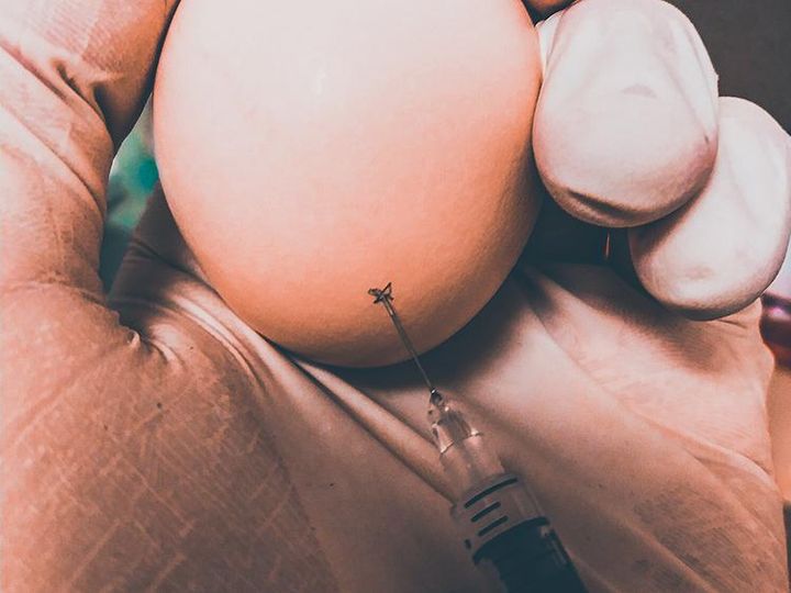 Egg som vert injisert med morfin. Foto: Denis Zosen/UiO