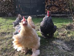 Portforbudet for fjørfe oppheves fra 1. juni. Foto: Mattilsynet.