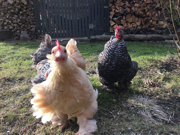 Portforbudet for fjørfe oppheves fra 1. juni. Foto: Mattilsynet.