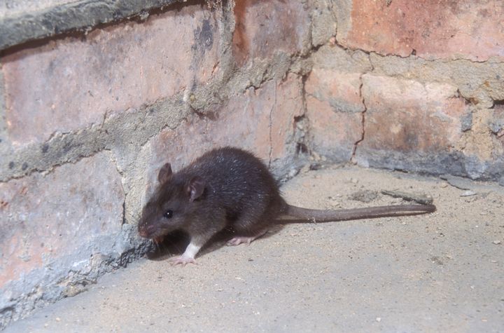 FLEST I VEST: Vestlendinger er de som frykter mest å få rotter i hus, og med god grunn. På Vestlandet er det flest rottebekjempelser i landet. Foto: istock, "Rattus Norvegicus".