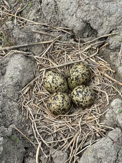 Viper på reir har de siste 20 årene blitt et sjeldent syn. Trekkfuglen er kritisk truet og er på rødlisten for truede fuglearter. (Foto: Per Kollstad/Statens vegvesen)