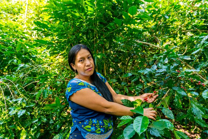 Josefa Eveliq Hernández (38) var en av kaffebøndene som besøkte Norge i 2019. Her viser hun fram kaffen på egen gård i Guatemala. Foto: Waldo López for Utviklingsfondet