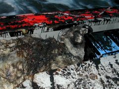 Oljesølet etter ulykken årsaket en naturkatastrofe. En vær nedsølet av olje på redningsskøyta.