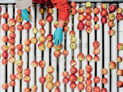 Takket være ny lagringsteknologi kan vi kjøpe norske epler midt på vinteren.