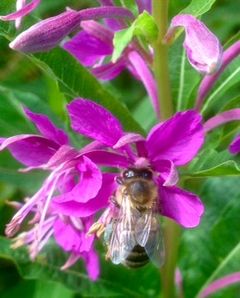 For å lage en halv kilo med honnning, må biene besøke flere millioner med blomster. (Foto: Mattilsynet).