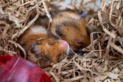 Hamsterar i dvale. Foto: Fredrik Markussen / UiT
