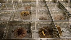 Slik ser det ut når kråkebollene fôres på Nofima. Etter ca. åtte uker har rogna mangeganget seg selv i størrelse og kvalitet. Foto: Nofima