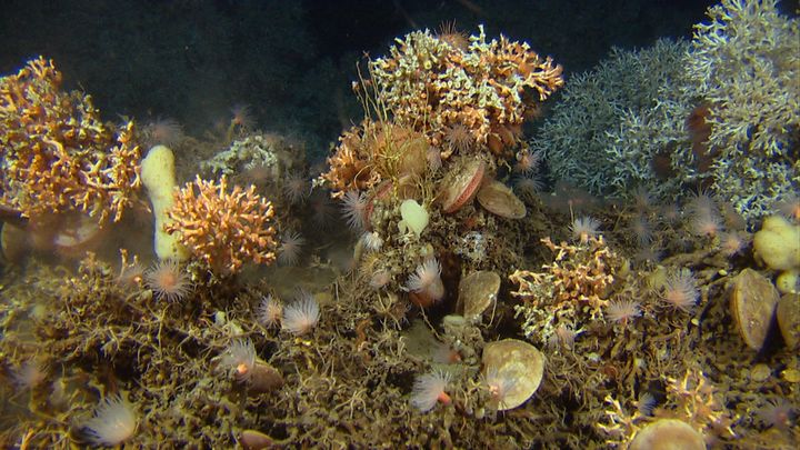Illustrasjonsfoto av ulike koraller på dypt hav. Foto: Mareano, Havforskningsinstituttet.
