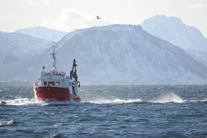 I arbeidet samles det inn informasjon om alt fra biologiske forhold langs kysten og fiskens vandringer til den historiske prisfastsettelsen på hvitfisk både i Norge, Danmark, Island og Storbritannia. Foto: Frank Gregersen/Nofima