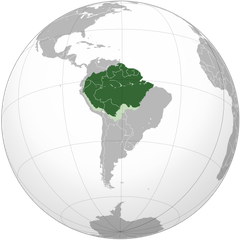 VERDENS STØRSTE. Regnskogen i Amazonas strekker seg over ni ulike land. Brasil, Colombia, Peru, Venezuela, Ecuador, Bolivia, Guyana, Fransk Guyana og Surinam. Foto/ill.: Wikipedia/CactiStaccingCrane