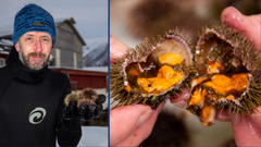 Philip James forsker på kråkeboller som han selv dykker etter på havbunnen utenfor Tromsø. Kråkebollerogn er en delikatesse i flere land og kan gå for flere tusen kroner per kg på det japanske markedet. Foto: Nofima