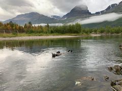 Gytefisktelling i Skibotnelva, som er en av tre elver i Skibotnregionen i Troms og Finnmark som nå er friskmeldt for den dødelige lakseparasitten Gyrodactylus salaris. Foto: Rune Muladal