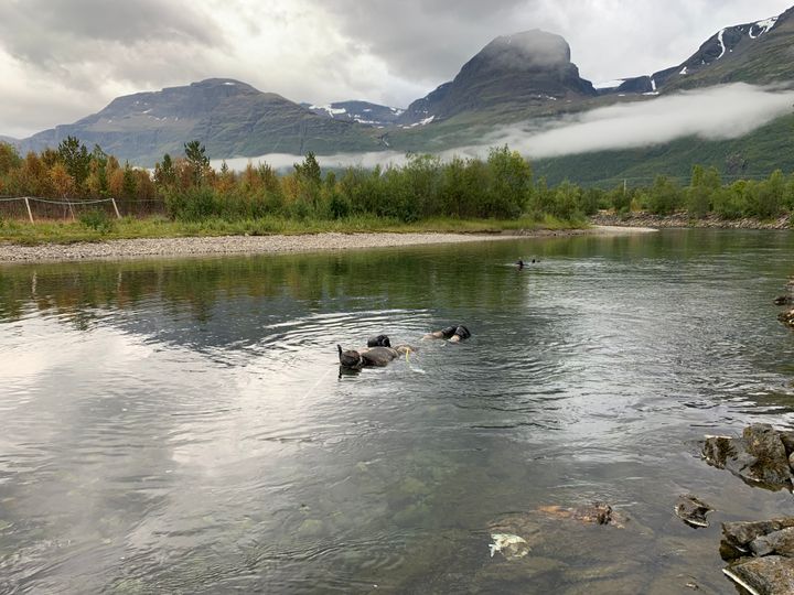 Gytefisktelling i Skibotnelva, som er en av tre elver i Skibotnregionen i Troms og Finnmark som nå er friskmeldt for den dødelige lakseparasitten Gyrodactylus salaris. Foto: Rune Muladal