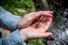 I sumpskoger lever gjerne amfibier som frosk, padder og salamander. Foto: Ragnhild Heggem Fagerheim