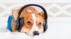 Hund med hørselsvern Foto: Shutterstock