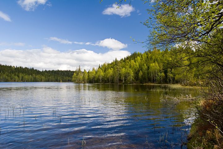 Innsjøer i Sør-Norge er merkbart mindre påvirket av forsuring enn i 1995. Foto: Kim Abel, naturarkivet.no. Videre bruk avtales med fotografen.