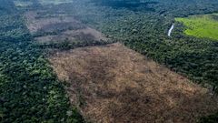 Den brasilianske delen av Amazonas er et av skogområdene i verden som er hardest rammet av avskoging.
Foto: Marizilda Cruppe / WWF-UK