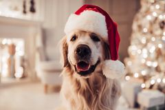 Hunden skal også ha en fin jul. Gi den godt med lufteturer og tid til hvile, og ikke minst vær forsiktig med å gi hunden for salt, fet eller krydret mat. (Illustrasjonsfoto: NTB).