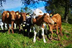 I 2018 ble det brukt 4 821 kg antibiotika til matproduserende landdyr. Det er en nedgang på 17 % sammenlignet med 2013 og rundt 40 % siden 1995, viser tall fra rapporten Norm-Vet 2018 (Foto: Mattilsynet).