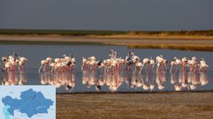 Flamingoer er naturreservatets kjennemerke. Bilde: Shutterstock. Kartet er laget av The Astana Times.