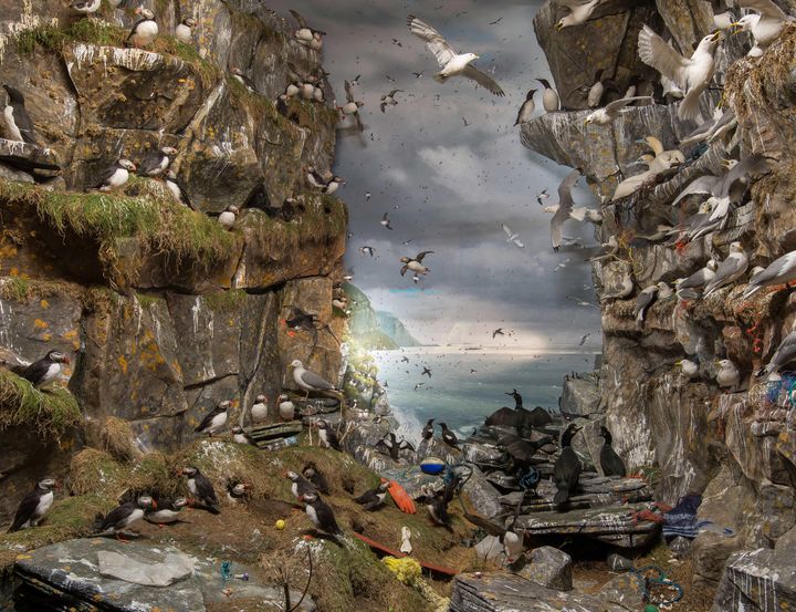 Fuglefjell i Naturhistorisk museum med plastsøppel