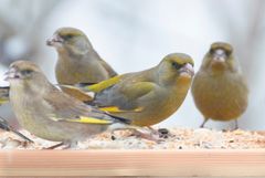 Grønnfinkene er olivengrønne med gule, grå og svarte innslag. De blir rundt 15 cm lange og lever i flokk. De finnes i store deler av Europa. Foto: Bjørn Aksel Bjerke