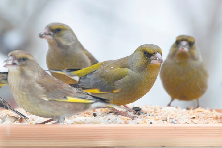 Grønnfinkene er olivengrønne med gule, grå og svarte innslag. De blir rundt 15 cm lange og lever i flokk. De finnes i store deler av Europa. Foto: Bjørn Aksel Bjerke