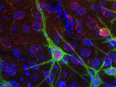 Bildet viser nerveceller (blå og rød) fra hjernens senter for stedsans (entorhinal cortex) som er dekket av sukkerholdige proteinstrukturer (grønn). Foto: UiO.