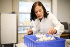 På laboratoriet til Åsa Frostegård har hun milliarder av «husdyr», altså bakterier, som kan spise lystgass.
Foto: Alexander Benjaminsen / NMBU