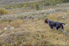 Bestandsregistreringer gjennomføres i form av linjetaksering med stående fuglehund. Foto: Marius Kjønsberg, HINN