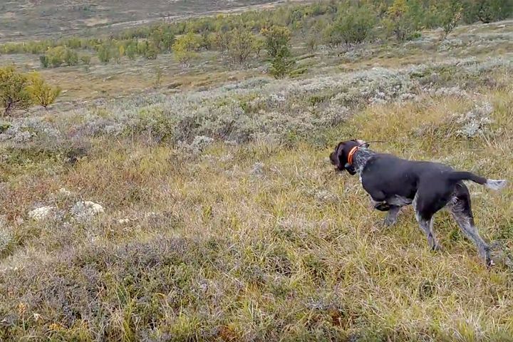 Bestandsregistreringer gjennomføres i form av linjetaksering med stående fuglehund. Foto: Marius Kjønsberg, HINN