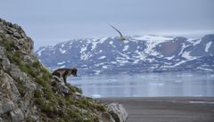 Klimaendringer og økt ferdsel er med på å sette arter på Svalbard under press. Sjøfuglen krykkje er nær truet.
Foto: Kjell Tore Hansen, Miljødirektoratet