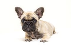 Fransk bulldog lever i snitt bare 4,5 år. Foto: Pixabay